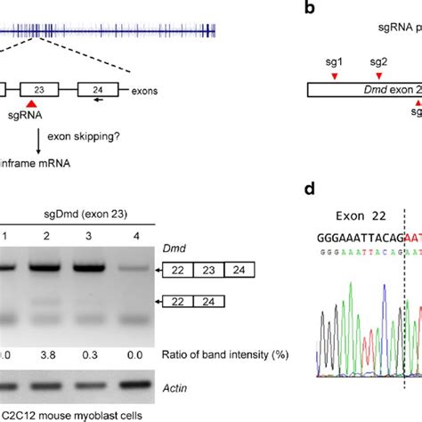 Ctnnb Sgrnas Targeting Exon Induces Exon Skipping A Schematic Of