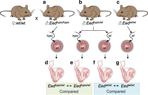 Breeding And Experimental Plan To Assess Epigenetic Inheritance