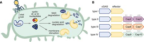 Cgas Goes Viral A Conserved Immune Defense System From Bacteria To