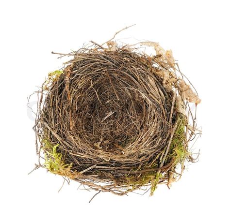 Detail of blackbird nest isolated on ... | Stock image | Colourbox