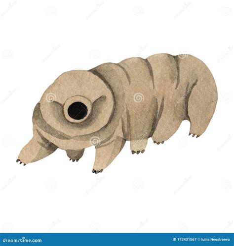 Tardigrades Cartoons Illustrations And Vector Stock Images 70 Pictures