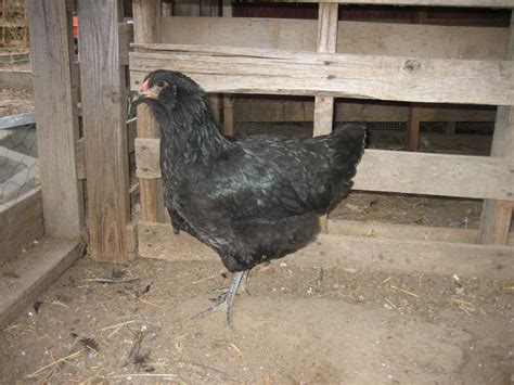 Jersey Gianteaster Egger Cross Pullet Huge Backyard Chickens Learn How To Raise Chickens