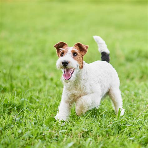 ConheÇa O Fox Terrier Manual Pet