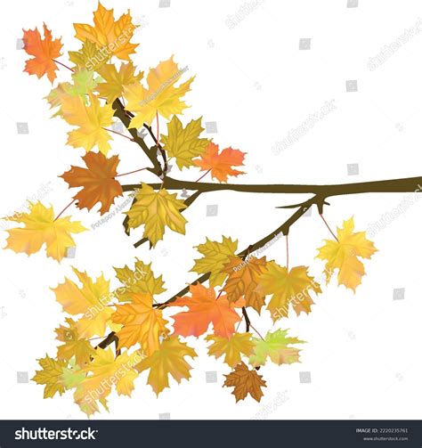 361258 Maple Tree Branch Images Stock Photos And Vectors Shutterstock