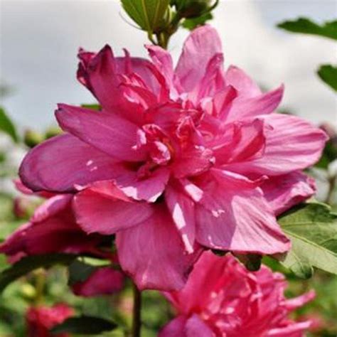 3 Gal Double Red Althea Shrub Altred03g The Home Depot Rose Of