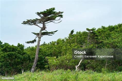 낮은 해안 숲 위에 비뚤어진 소나무가있는 풍경 0명에 대한 스톡 사진 및 기타 이미지 0명 관목 구름 Istock