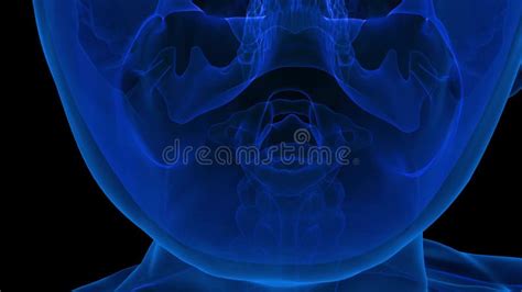 Human Skeleton Nasal Bone Anatomy 3D Rendering Stock Footage - Video of distal, concha: 322522896