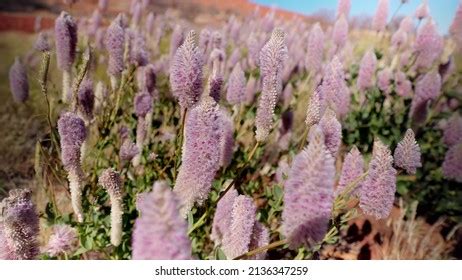 Close Mulla Mulla Flowers Growing Northern Stock Photo 2136347259 | Shutterstock