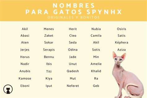 Nombres Originales Para Tu Gato Sphynx Mascotario