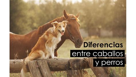 Cuales Son Las Diferencias Entre Perros Y Humanos