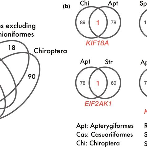 Positively Selected Genes At The Branches Of Interest The Venn Diagram Download Scientific