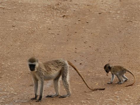 Monkey Business Delhi Gets Cutouts Of Langurs To Ease Menace During