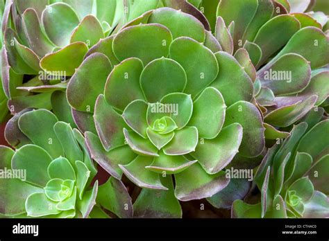 aeonium succulent plant Stock Photo - Alamy