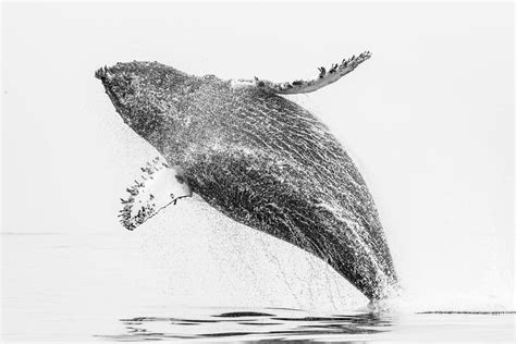 Humpback Whale Breaching Drawing