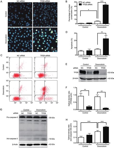 Knockdown Of TFEB Sensitizes Tumor Cells To Doxorubicin Induced