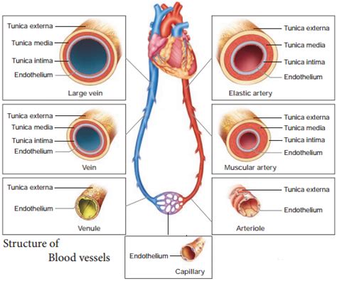 Difference Between Arteries Veins Capillaries