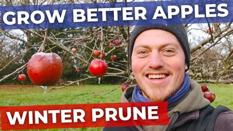 How To Prune Apple Trees In Winter Full In Depth Tutorial Youtube