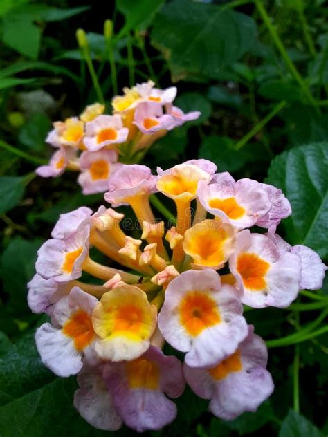 Pink Lantana Flowers Stock Image Image Of Aroma Camara