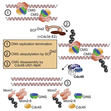 In Vitro Reconstitution Defines The Minimal Requirements For Cdc48