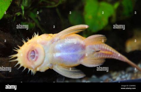 Albino Bristlenose Catfish Tropical Fish Under Belly View Part Of