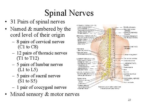 Chapter The Spinal Cord Spinal Nerves Together