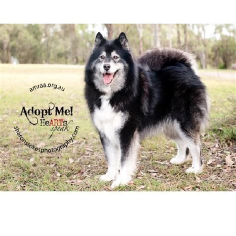 Teddy To Be Rehomed With Taro Large Male Alaskan Malamute X Samoyed