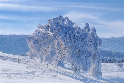 Winterlandschaft Schwarzwald Baum Kostenloses Foto Auf Pixabay Pixabay