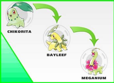 Chikorita Evolution Chart