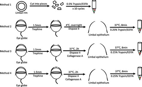 Schematic Diagrams Depicting 4 Different Methods To Isolate Limbal Download Scientific Diagram