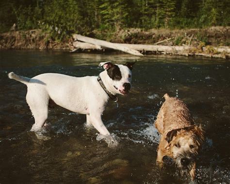 Premium Photo Dogs In River