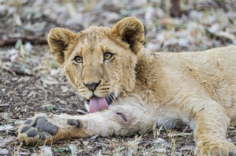 Young Male Lion Licking His Injured Arm A Young Male Lion Flickr