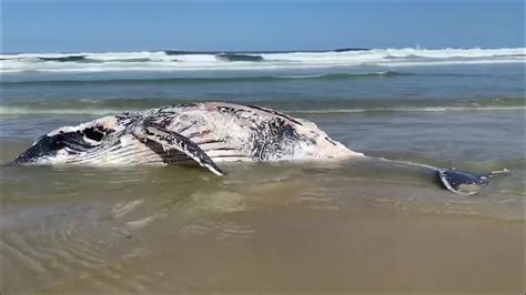 Several Beaches Closed As Whale Carcass Washes Up Near Pottsville Nbn News