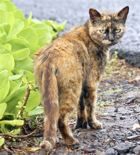 Balance needed for feral cats - The Garden Island