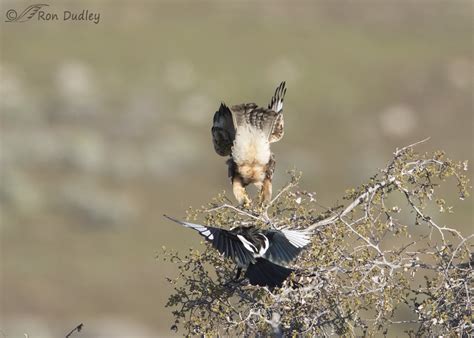 An Angry Magpie Repeatedly Attacks A Swainson’s Hawk – Feathered ...