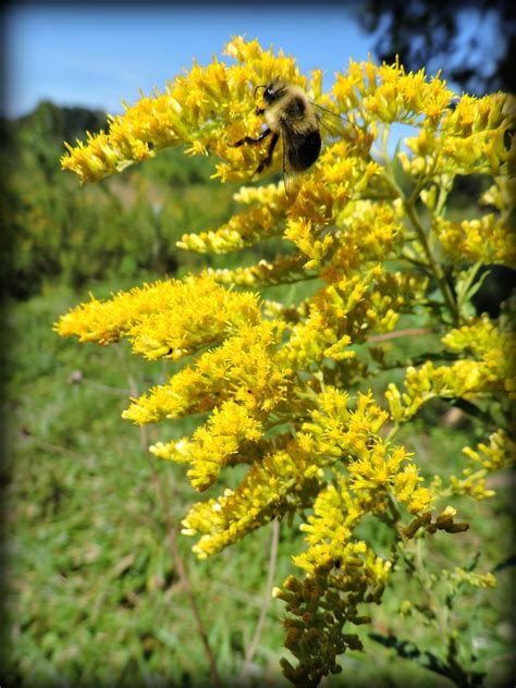 Goldenrods Wildfoods Wildlife