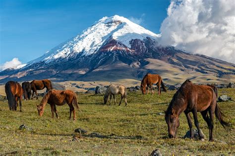 Fabulous Reasons To Visit Ecuador's Cotopaxi National Park | TravelAwaits