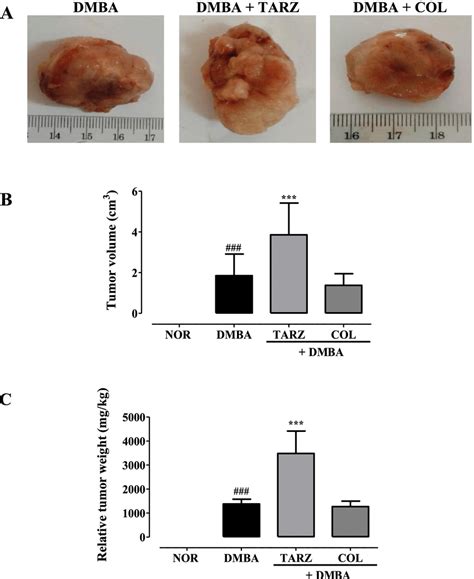 Effects of tartrazine on tumor morphology (A), tumor volume (B) and ...