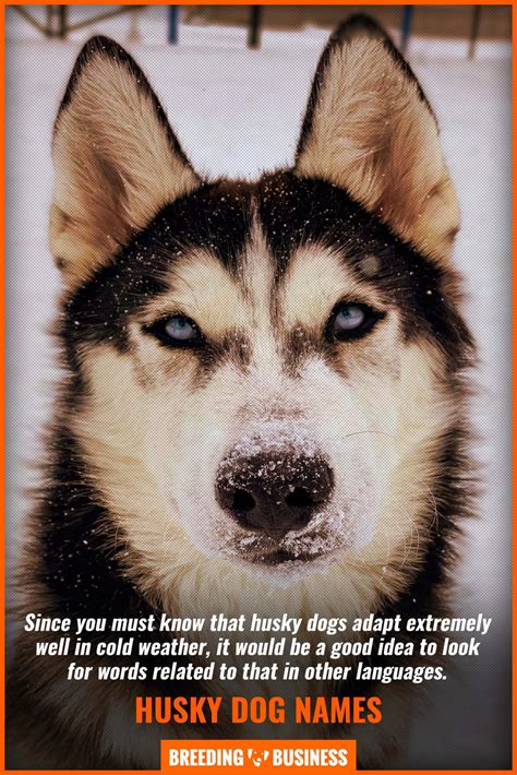 Husky Dog Names – Over 150 Siberian & Alaskan Names for Huskies!