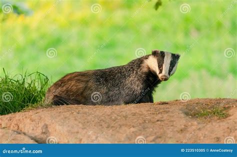 Badger Scientific Name Meles Meles Wild Native Badger Foraging On