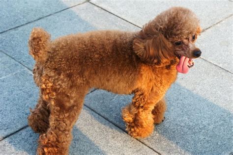 Poodle Tail Styles The Most Common Styles And Grooming Tips Poodle