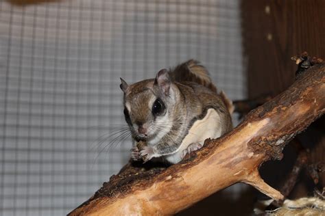 Pet Flying Squirrel Images & Pictures - Becuo