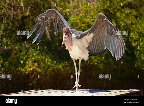 Stork Spreading Wings Hi Res Stock Photography And Images Alamy