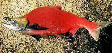 Oncorhynchus - Fishes World - HD Images & Free Photos