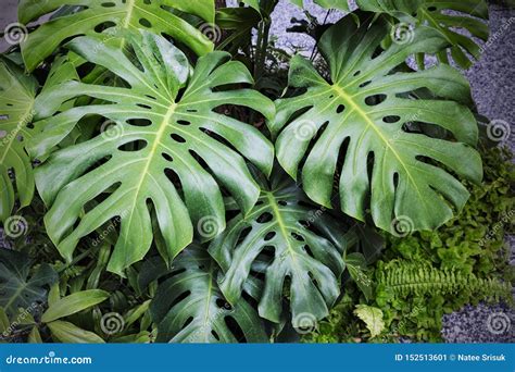 Monstera Deliciosa Plants In The Garden Tropical Leaves Background