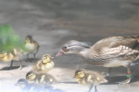 バードケージでもオシドリのヒナ ① 動物トピックス｜ブログ野毛山動物園公式サイト｜公益財団法人 横浜市緑の協会