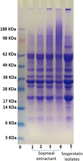 SDS PAGE Image Of Prestained Standard Lane 0 Soy Protein Extracted