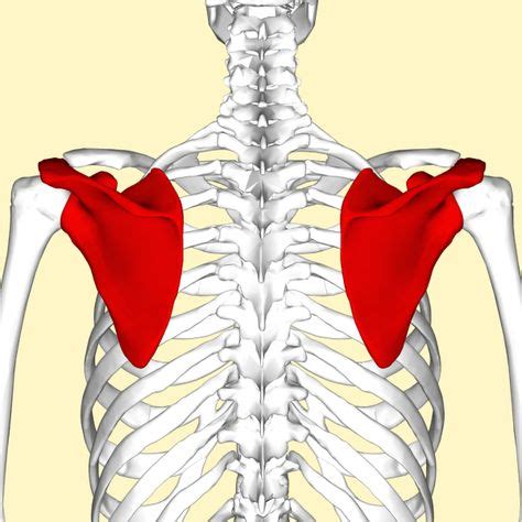 5 Scapular Mobility Drills - Smooth and Free Shoulder Blade Movement (With images) | Scapula ...