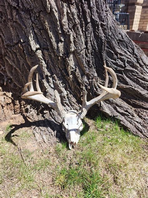 Giant Trophy 127 Coues Deer Antlers Skull Real Antlers - Etsy