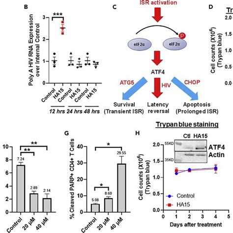 Isratf4 Signaling Activation In T Cells With Or Without Latent Hiv