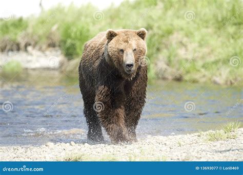 Running Bear stock image. Image of ocean, bear, close - 13693077